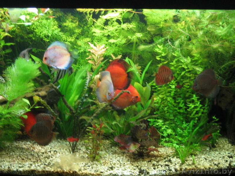 Новые решения в дизайне - Изображение #7, Объявление #971362