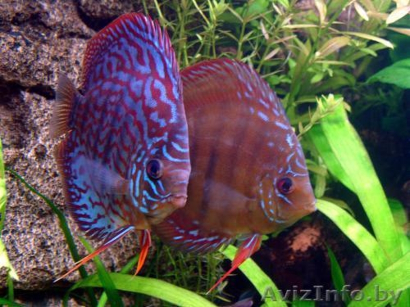 Новые решения в дизайне интерьера - Изображение #9, Объявление #971366