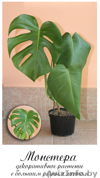 Молодые комнатные растения - Изображение #4, Объявление #971101