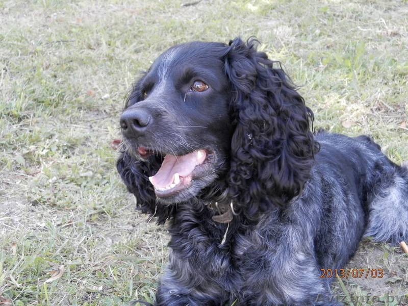 русский спаниель вязка - Изображение #2, Объявление #974196