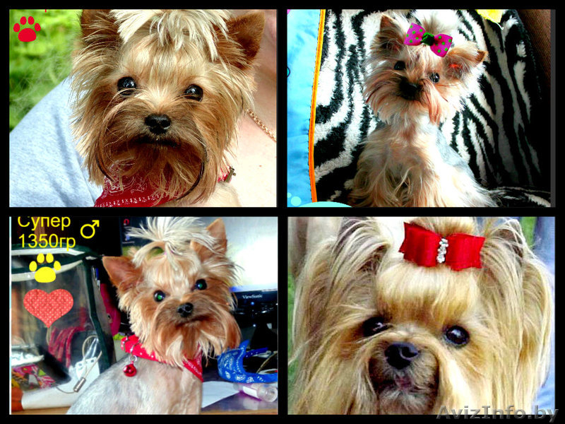 Йоркширский терьер супер мини приглашает на вязку - Изображение #10, Объявление #977430