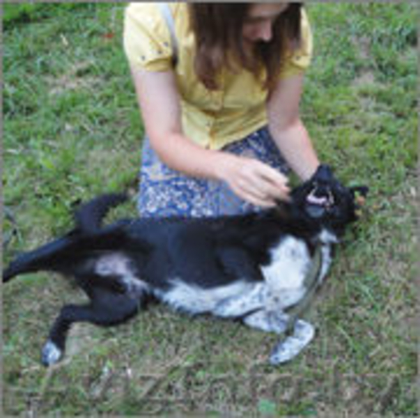 ТАМИР – Защитник и Друг. - Изображение #4, Объявление #982479