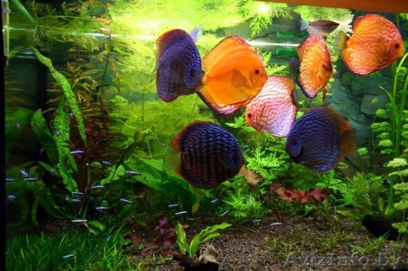 Новые решения в дизайне интерьера - Изображение #8, Объявление #971366