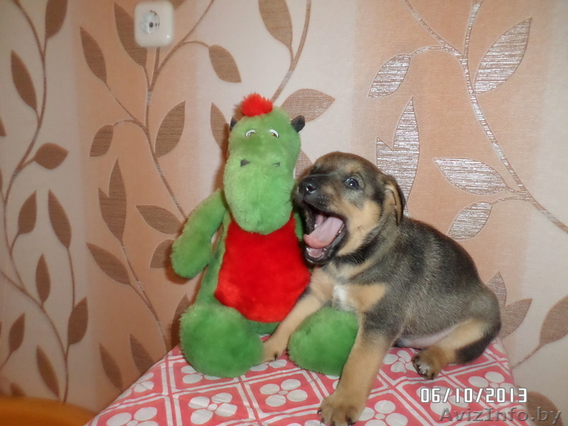 Милые щеночки в дар - Изображение #2, Объявление #974164