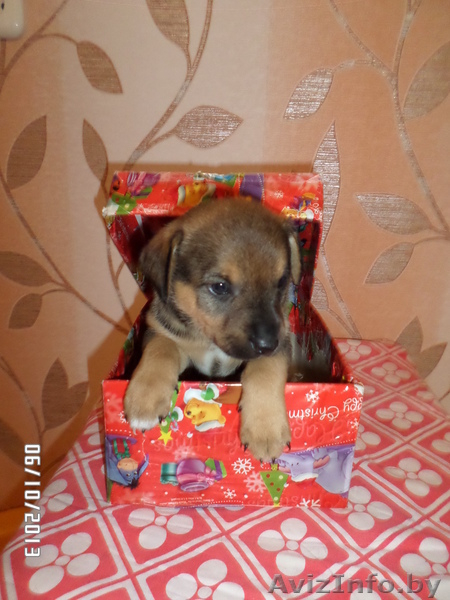 Милые щеночки в дар - Изображение #3, Объявление #974164