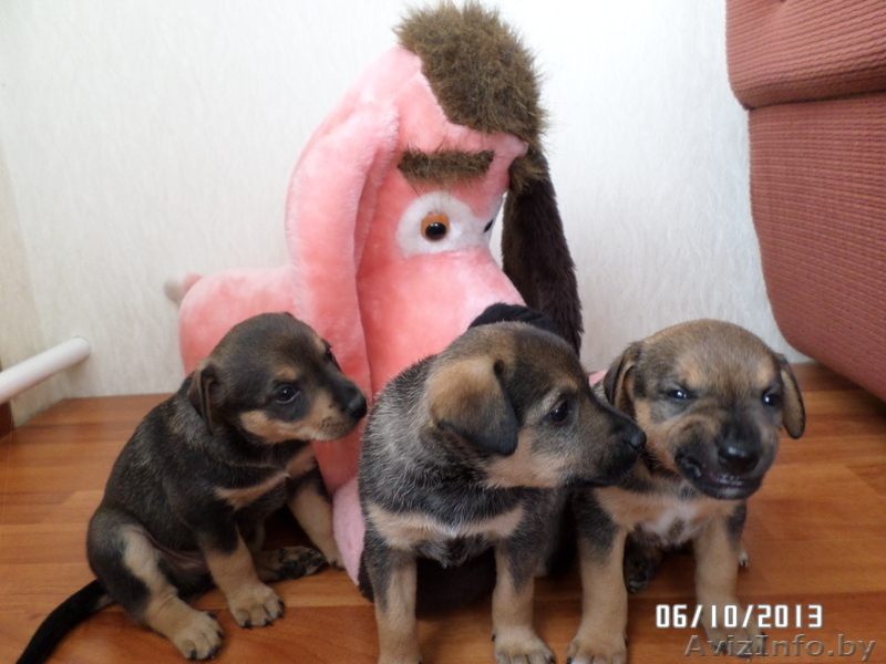 Милые щеночки в дар - Изображение #4, Объявление #974164