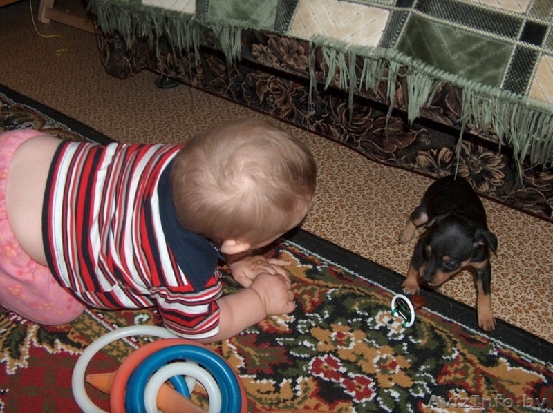 Осторожно! Во дворе злая собака, смотрите не наступите!  - Изображение #4, Объявление #977296