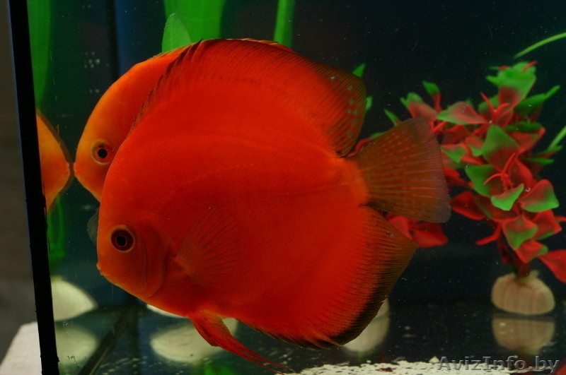 Новые решения в дизайне интерьера - Изображение #7, Объявление #971366