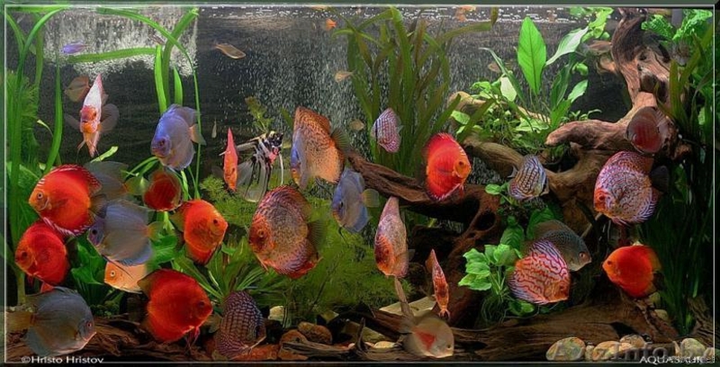 Новые решения в дизайне - Изображение #9, Объявление #971362