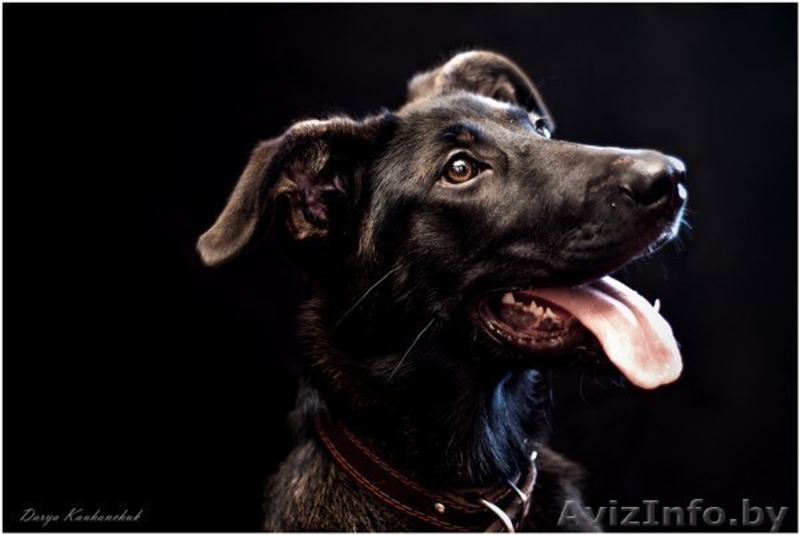 Айви - обаятельная и привлекательная молодая особа 5 месяцев ищет дом! - Изображение #5, Объявление #970868