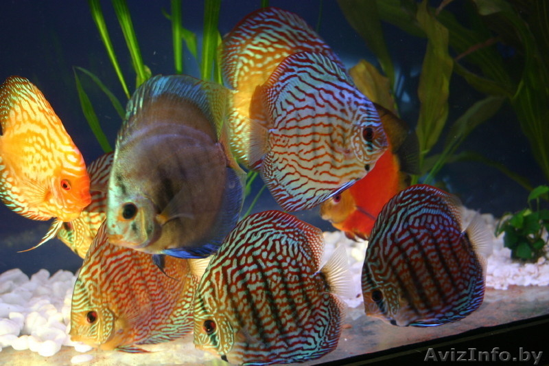 Продам фэн-шуй аквариум для привлечения удачи - Изображение #7, Объявление #981363