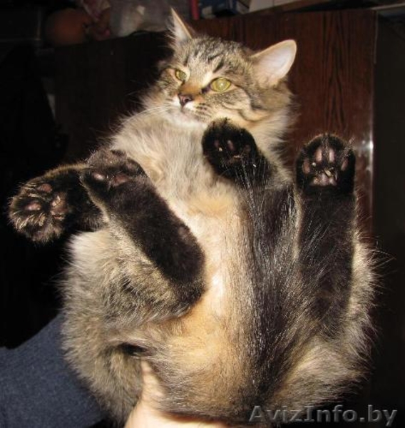 Алиса, кошечка-подросток в дар - Изображение #3, Объявление #987408