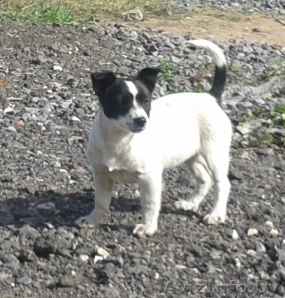 Черырехмесячные щенки мелких родителей в дар - Изображение #1, Объявление #992282