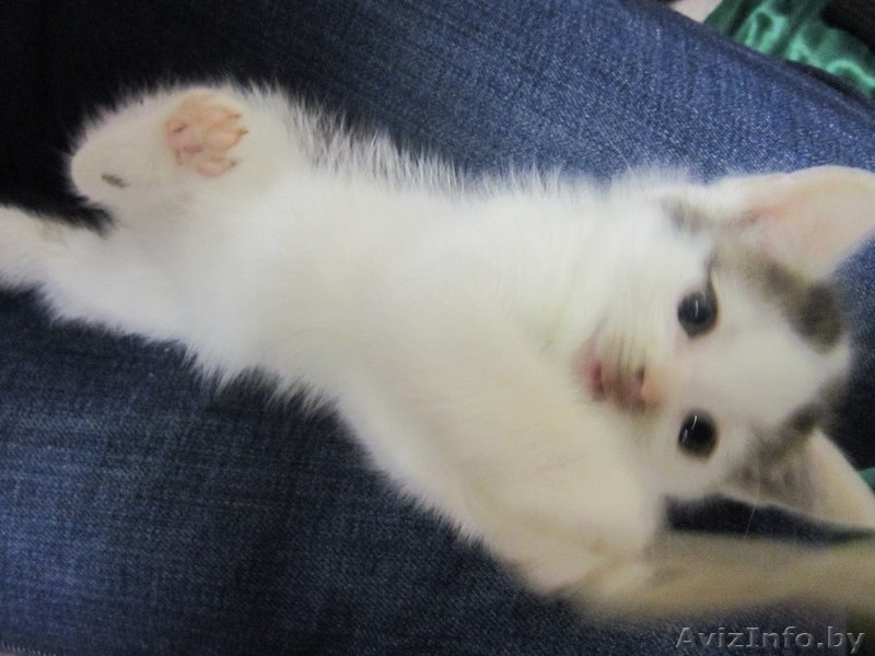 Котята в дар в хорошие руки - Изображение #4, Объявление #992380