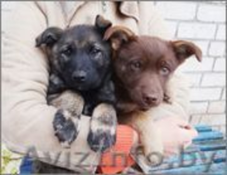 Щенок Бася - девочка цвета молочного шоколада в дар - Изображение #3, Объявление #988824