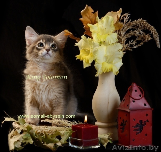 Сомалиcкие  котята - Изображение #1, Объявление #986951