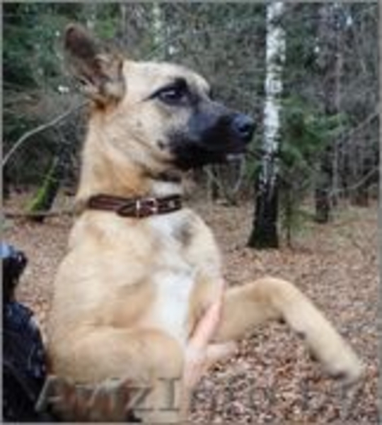 Тера- миниатюрная собачка ищет дом - Изображение #1, Объявление #988822