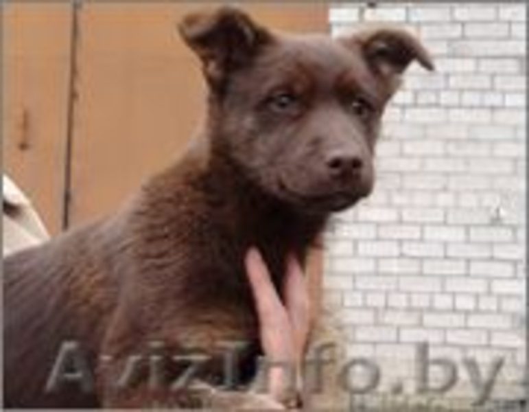 Щенок Бася - девочка цвета молочного шоколада в дар - Изображение #4, Объявление #988824