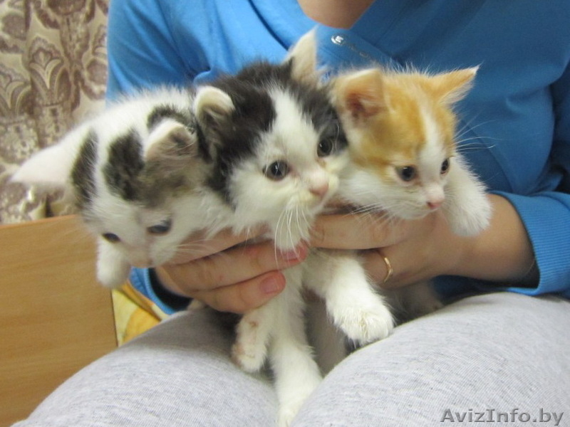 Котята в дар в хорошие руки - Изображение #2, Объявление #992380