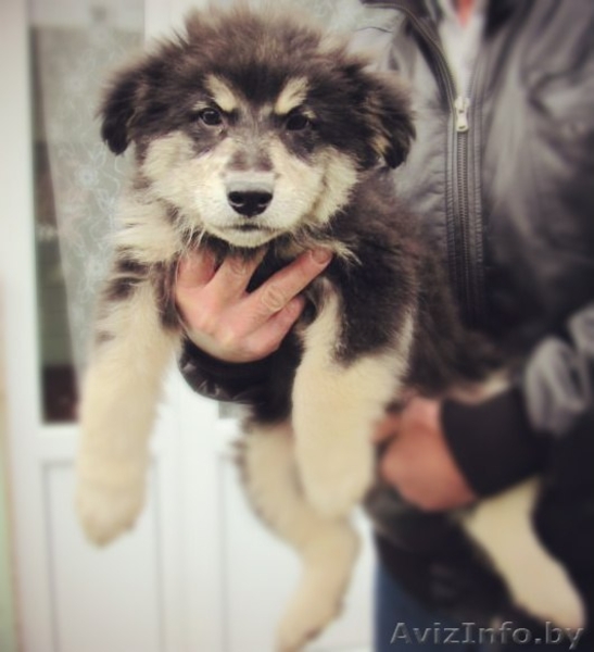 Щенки ищут любящих хозяев - Изображение #1, Объявление #992576