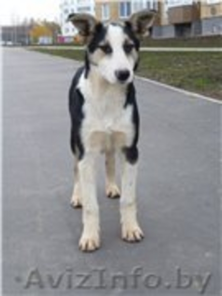 Роби и Тоби, собаки - подростки ищут дом - Изображение #1, Объявление #988825