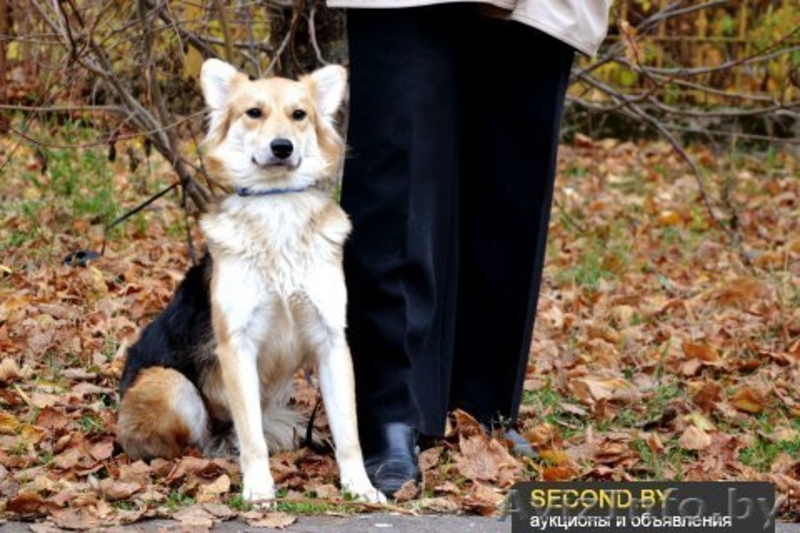 Ищет дом самая замечательная малышка ЛИса. В ДАР - Изображение #3, Объявление #992480