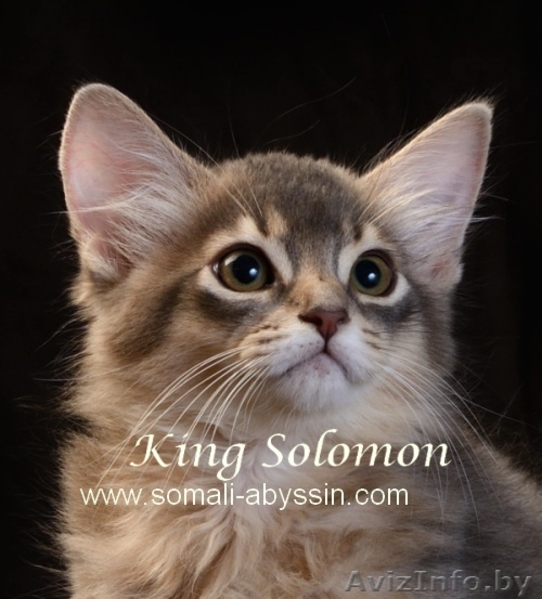 Сомалиcкие  котята - Изображение #2, Объявление #986951