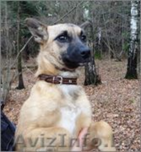 Тера- миниатюрная собачка ищет дом - Изображение #2, Объявление #988822