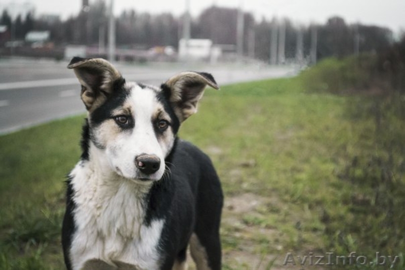 Подростки для ОХРАНЫ для жизни в деревне или частном секторе В ДАР! - Изображение #3, Объявление #997299