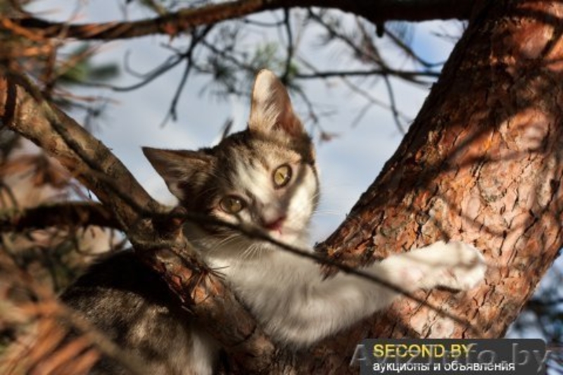 Необычный котёнок В ДАР - Изображение #4, Объявление #992482