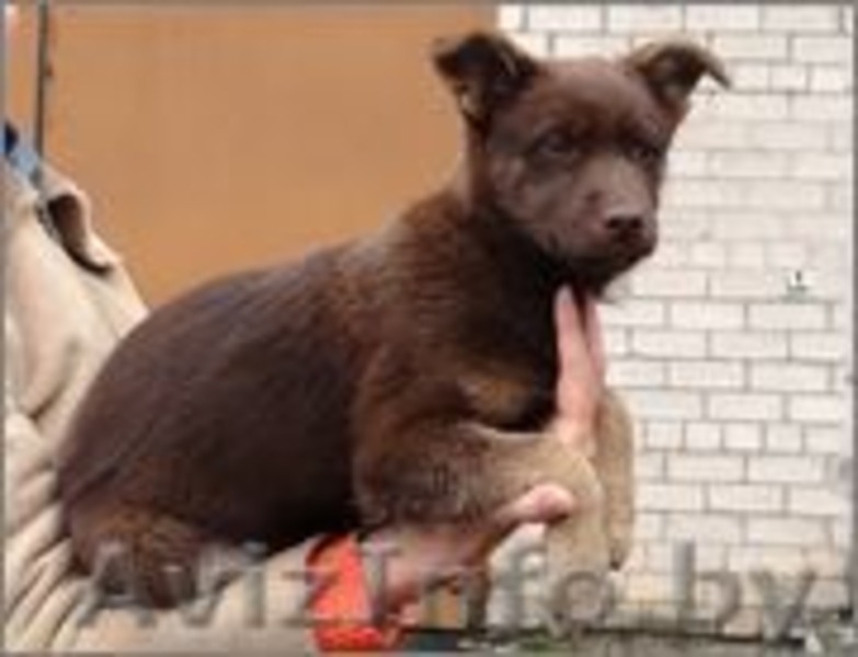 Щенок Бася - девочка цвета молочного шоколада в дар - Изображение #1, Объявление #988824