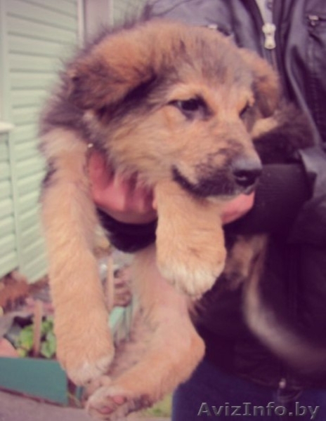 Щенки ищут любящих хозяев - Изображение #2, Объявление #992576