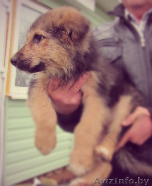 Щенки ищут любящих хозяев - Изображение #3, Объявление #992576