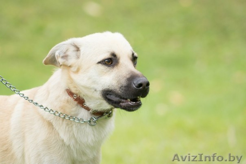 Джонни хочет домой!!! - Изображение #2, Объявление #998540