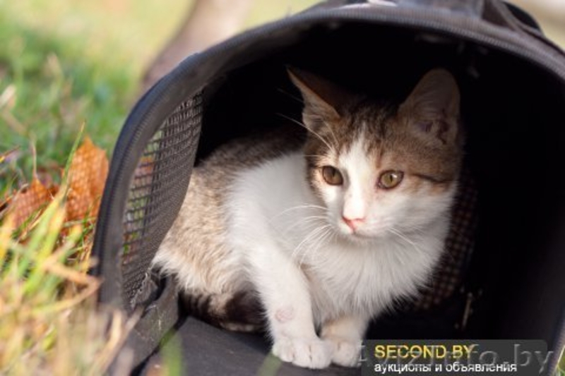 Необычный котёнок В ДАР - Изображение #3, Объявление #992482