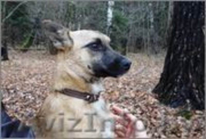 Тера- миниатюрная собачка ищет дом - Изображение #3, Объявление #988822