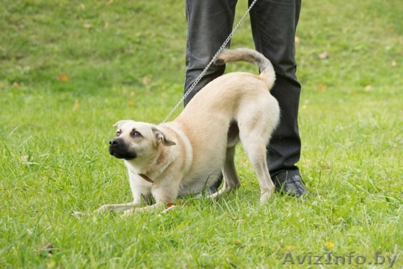 Джонни хочет домой!!! - Изображение #3, Объявление #998540