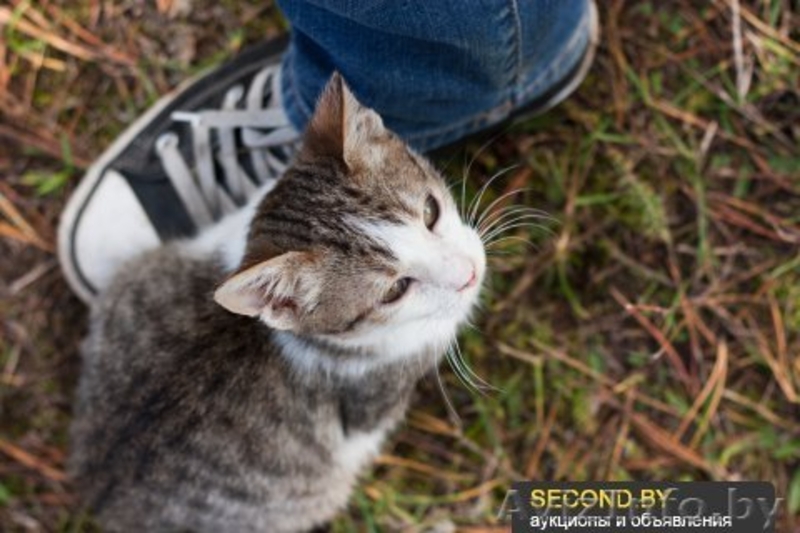 Необычный котёнок В ДАР - Изображение #2, Объявление #992482