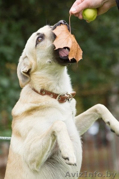 Джонни хочет домой!!! - Изображение #4, Объявление #998540