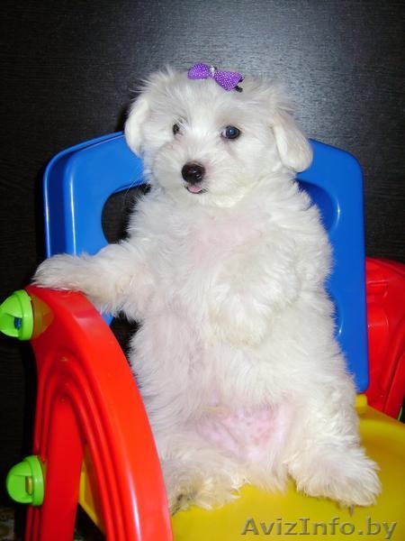 Продам щенков мальтезе.Сделаны прививки по возрасту. - Изображение #1, Объявление #991576