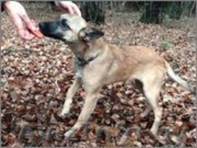 Тера- миниатюрная собачка ищет дом - Изображение #4, Объявление #988822