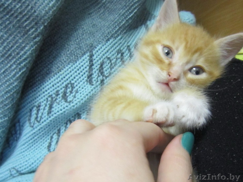 Котята в дар в хорошие руки - Изображение #3, Объявление #992380