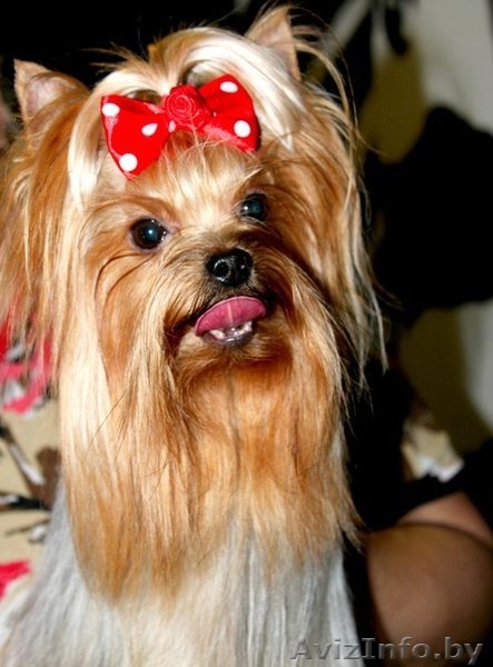 вязка йорочек терьеров - Изображение #1, Объявление #998534