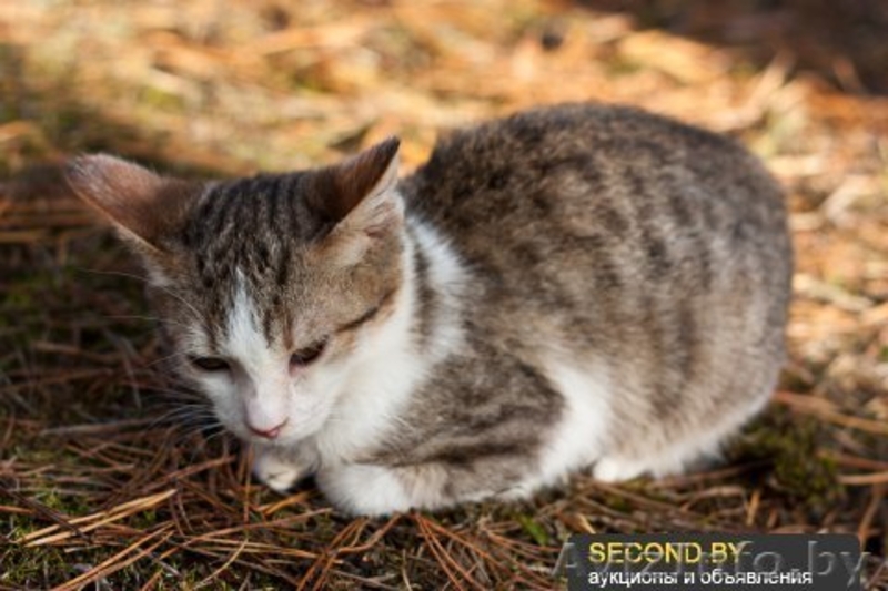 Необычный котёнок В ДАР - Изображение #1, Объявление #992482