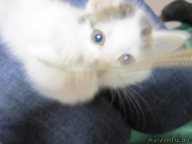 Котята в дар в хорошие руки - Изображение #5, Объявление #992380