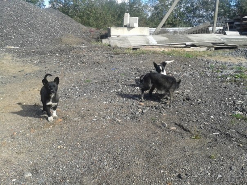 Черырехмесячные щенки мелких родителей в дар - Изображение #4, Объявление #992282