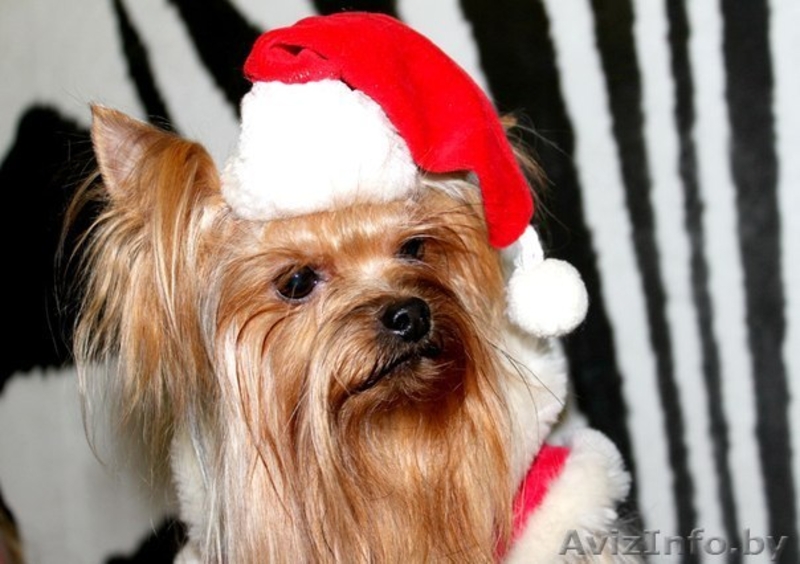 вязка йорочек терьеров - Изображение #5, Объявление #998534