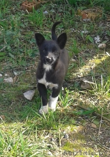 Черырехмесячные щенки мелких родителей в дар - Изображение #2, Объявление #992282