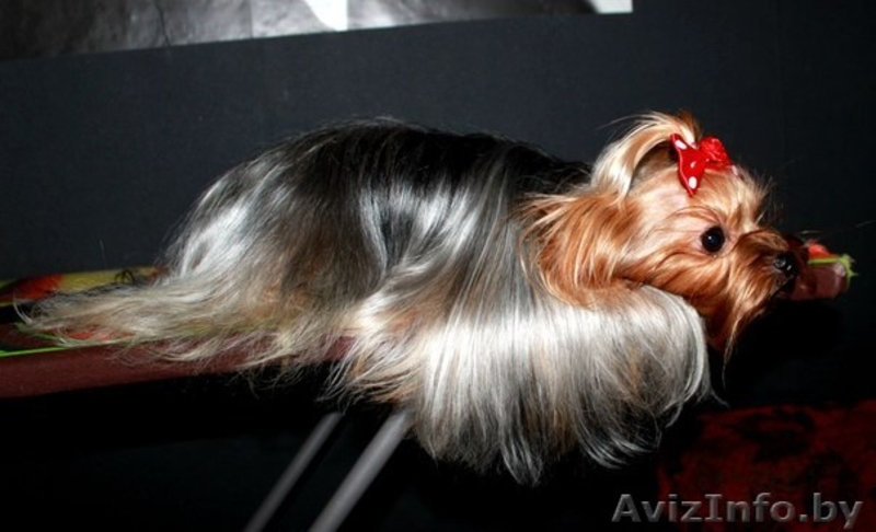 вязка йорочек терьеров - Изображение #4, Объявление #998534