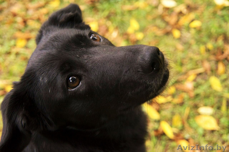 Преданный, ласковый и веселый друг в дар! - Изображение #1, Объявление #993794